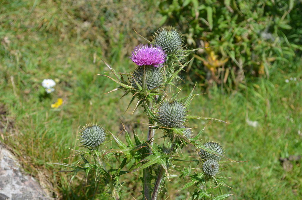 Highland Holiday House Villa Durness Dış mekan fotoğraf